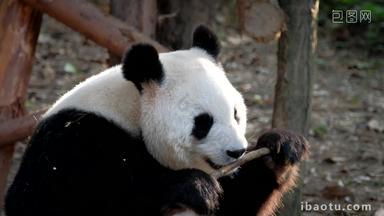 熊猫<strong>成都</strong>巨大的白色